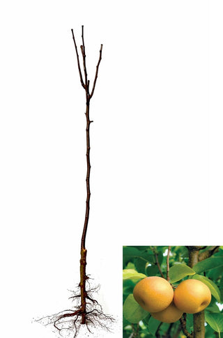 Hosui Asian Pear Tree - Juicier and sweeter than any normal pear! (2 years old and 3-4 feet tall.)