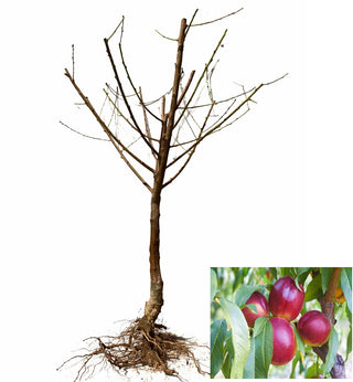 Independence Nectarine Tree - Cold hardy, incredibly flavorful, timeless. (2 years old and 3-4 feet tall)