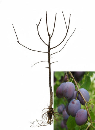 Italian Plum Tree - Cold hardy, heavy producing and everbearing! (2 years old and 3-4 feet tall.)