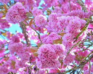 4-in-1 Cherry Blossom Combo Tree with Four Different Blossoms Grafted and Growing on One Tree