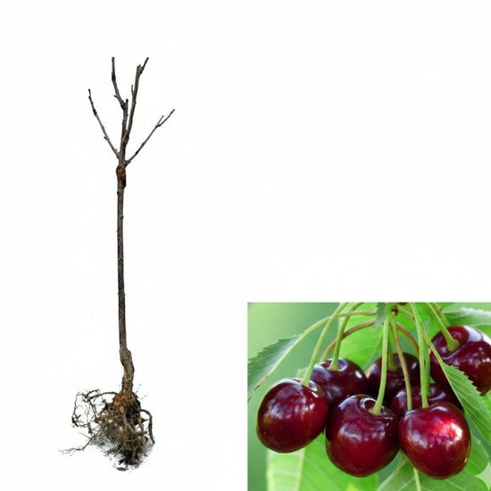 Fruit Trees – Online Orchards