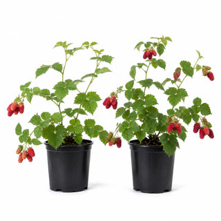 1 gal. Loganberry Plants – Live Fruiting Berry Bushes for Home Gardens, 2-Pack