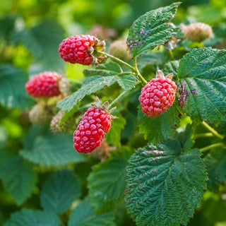 1 gal. Loganberry Plants – Live Fruiting Berry Bushes for Home Gardens, 2-Pack