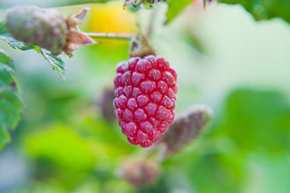 1 gal. Loganberry Plants – Live Fruiting Berry Bushes for Home Gardens, 2-Pack