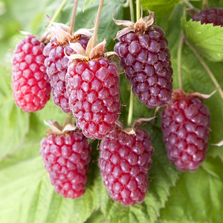 1 gal. Loganberry Plants – Live Fruiting Berry Bushes for Home Gardens, 2-Pack