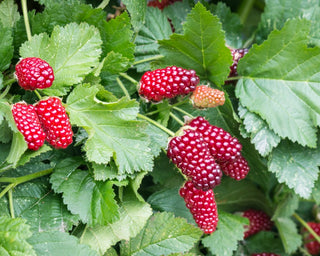 1 gal. Loganberry Plants – Live Fruiting Berry Bushes for Home Gardens, 2-Pack