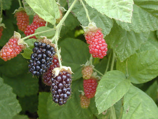 1 gal. Marionberry Blackberry Plants - Live Fruiting Berry Bushes, 2-Pack