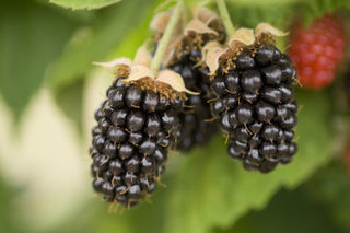 1 gal. Marionberry Blackberry Plants - Live Fruiting Berry Bushes, 2-Pack