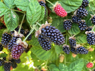 1 gal. Marionberry Blackberry Plants - Live Fruiting Berry Bushes, 2-Pack
