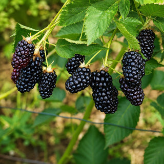 1 gal. Marionberry Blackberry Plants - Live Fruiting Berry Bushes, 2-Pack