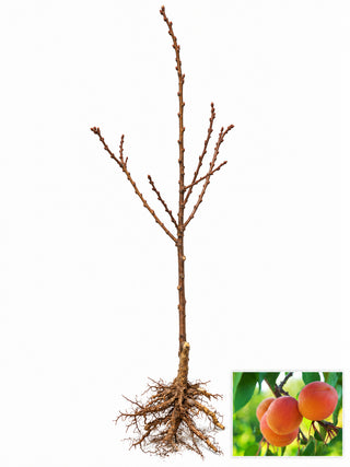 Dwarf Moorpark Apricot Tree - Largest and sweetest apricots! (2 years old and 3-4 feet tall)