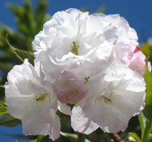 3-in-1 Cherry Blossom Combo Tree with Three Different Blossoms Grafted and Growing on One Tree