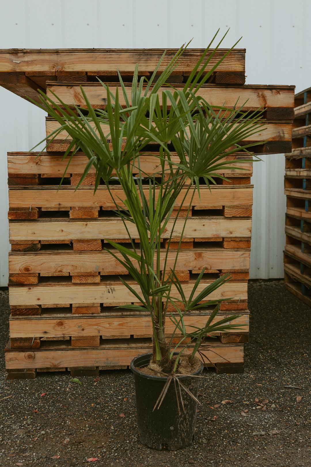 large palm plants 5 Gal. Windmill Palm Tree