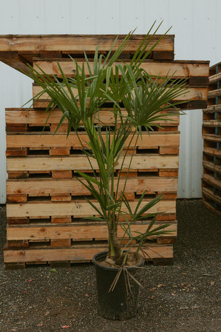 5 Gal. Windmill Palm Tree - Among the most cold hardy palm trees