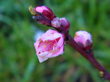 Semi Dwarf Panamint Nectarine Tree - 3 ft. and Bare Root