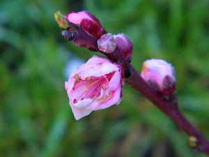 Semi Dwarf Panamint Nectarine Tree - 3 ft. and Bare Root