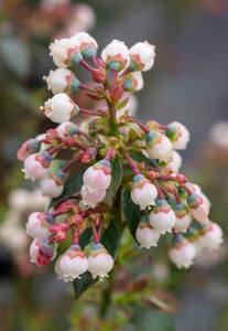 1 Gal. Peach Sorbet Blueberry Shrub - Irresistible flavor and compact symmetrical growth. Perfect for urban landscapes