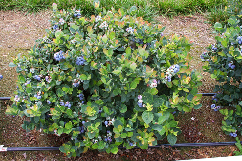 1 Gal. Peach Sorbet Blueberry Shrub - Irresistible flavor and compact symmetrical growth. Perfect for urban landscapes