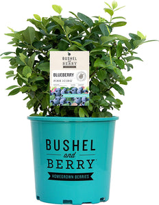 1 gal. Pink Icing Multicolored Blueberry Shrub - Self pollinating, colorful, packed with flavor