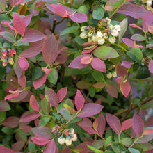 1 gal. Pink Icing Multicolored Blueberry Shrub - Self pollinating, colorful, packed with flavor