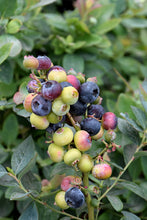 1 gal. Pink Icing Multicolored Blueberry Shrub - Self pollinating, colorful, packed with flavor