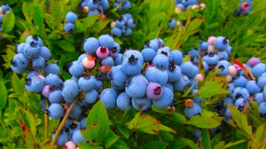 1 Gal. Cold Hardy Polaris Arctic Blueberry Shrub (2-Pack) - Tolerant of harsh winters