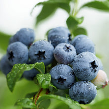 1 Gal. Cold Hardy Polaris Arctic Blueberry Shrub (2-Pack) - Tolerant of harsh winters