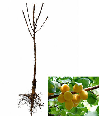 Dwarf Puget Gold Apricot Tree - Easiest growing apricot tree! (2 years old and 3-4 feet tall)