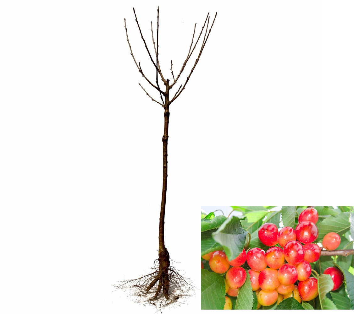 planting rainier cherry seeds Rainier Cherry Tree