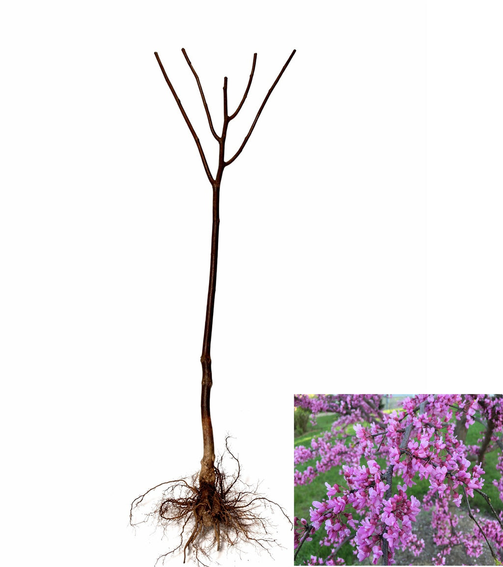 Eastern Redbud Tree - A breathtaking flowering native to North America ...