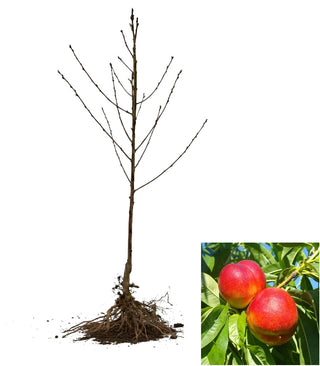 Red Gold Nectarine Tree - Deep red outside, sweet tangy flavor inside! (2 years old and 3-4 feet tall.)