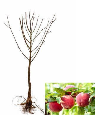 Red Haven Peach Tree - Grow a Dessert Peach and its remarkable flavor! (2 years old and 3-4 feet tall.)