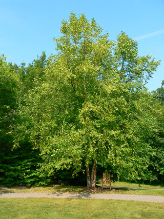 River Birch Tree