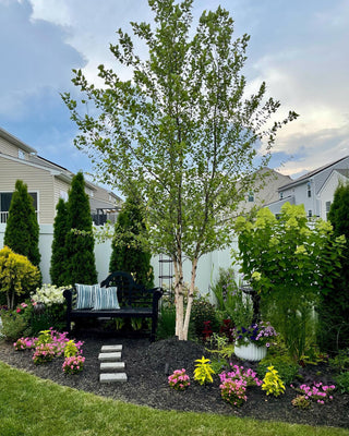 River Birch Tree