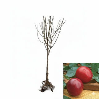 Santa Rosa Plum Tree - Exceptionally flavored candied plums! (2 years old and 3-4 feet tall.)