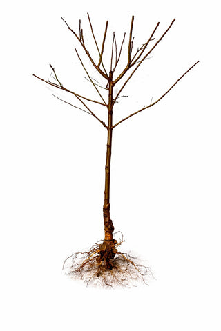 Shiro Plum Tree - One of the heaviest producing plum trees! (2 years old and 3-4 feet tall.)