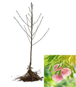 Snow Queen White Nectarine Tree - Aromatic, uniquely flavored, rare color. (2 years old and 3-4 feet tall)