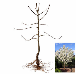 Spring Snow Flowering Apple Tree - Fruitless crabapple tree, elegant pure white flowers without the mess! (2 years old and 3-4 feet tall.)