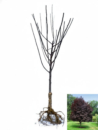 Thundercloud Flowering Plum Tree - Highly fragrant flowers and dark purple leaves! (2 years old and 3-4 feet tall.)