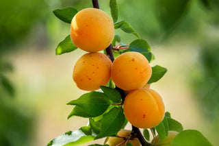 Tilton Apricot Tree – Sweet Self-Fertile Golden Apricot Fruit Tree (3 ft.)
