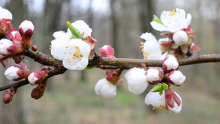 Tilton Apricot Tree – Sweet Self-Fertile Golden Apricot Fruit Tree (3 ft.)