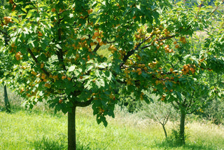 Tilton Apricot Tree – Sweet Self-Fertile Golden Apricot Fruit Tree (3 ft.)