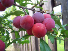 Bubblegum 'Toka' Plum Tree - 3 ft. Bare Root