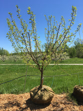 Bubblegum 'Toka' Plum Tree - 3 ft. Bare Root