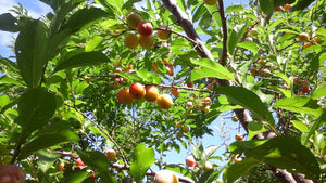 Bubblegum 'Toka' Plum Tree - 3 ft. Bare Root