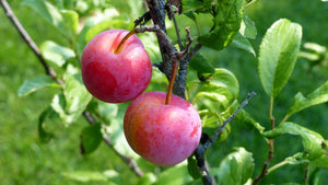 Bubblegum 'Toka' Plum Tree - 3 ft. Bare Root