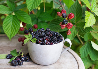 1 gal. Triple Crown Thornless Blackberry Plants – Live Fruiting Berry Bushes, 2-Pack