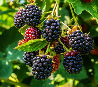 1 gal. Triple Crown Thornless Blackberry Plants – Live Fruiting Berry Bushes, 2-Pack