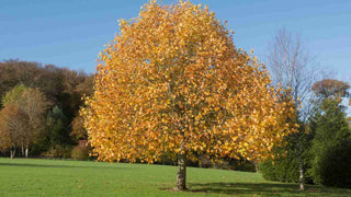 Tulip Tree with Magnificent Yellow Blossoms and Towering Mature Height