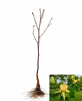 Tulip Tree with Magnificent Yellow Blossoms and Towering Mature Height